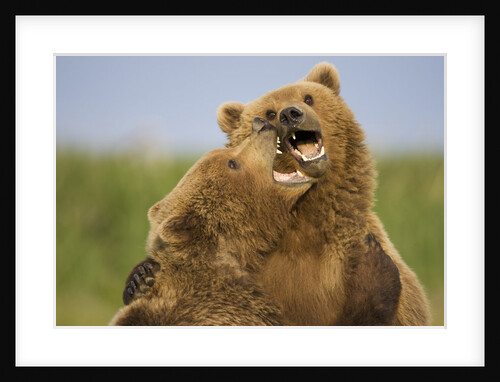 Grizzly Bears Sparring at Hallo Bay in Katmai National Park by Anonymous
