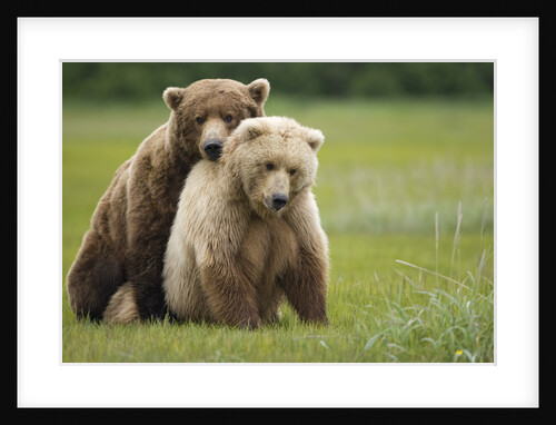 Grizzly Bears Mating at Hallo Bay by Anonymous