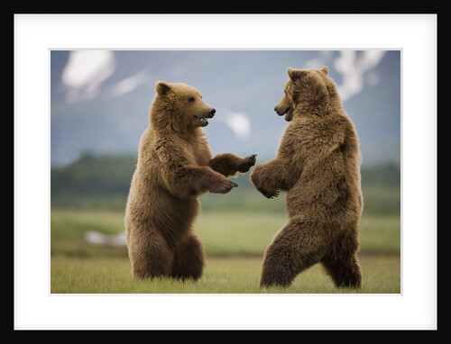 Grizzly Bears Sparring at Hallo Bay in Katmai National Park by Anonymous