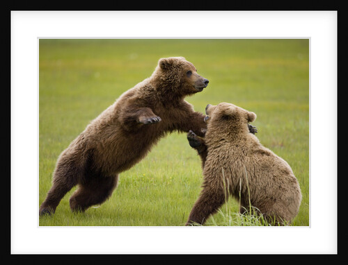 Brown Bears Sparring in Meadow at Hallo Bay by Anonymous