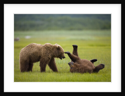 Brown Bears Sparring in Meadow at Hallo Bay by Anonymous