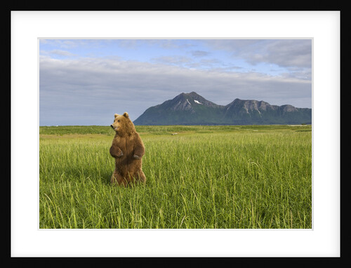 Grizzly Bear Standing Upright in Tall Grass at Hallo Bay by Anonymous