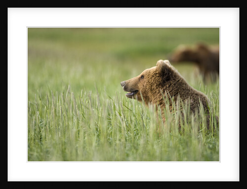 Grizzly Bears Resting in Meadow at Hallo Bay by Anonymous