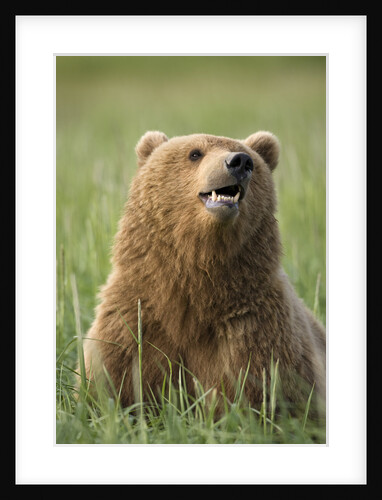 Grizzly Bear Resting in Meadow at Hallo Bay by Anonymous