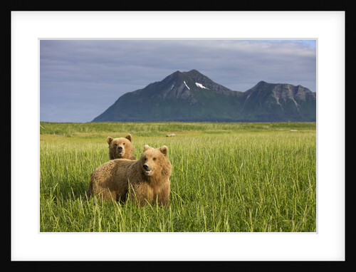 Grizzly Bears in Tall Grass in Meadow at Hallo Bay by Anonymous
