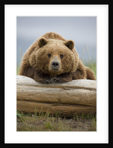 Grizzly Bear Leaning on Log at Hallo Bay by Corbis