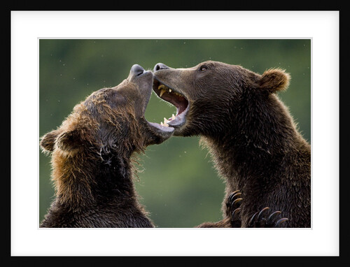Brown Bears Sparring at Kukak Bay in Katmai National Park by Anonymous