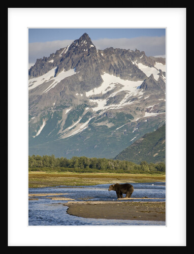 Grizzly Bear Hunting in Stream at Kukak Bay by Anonymous