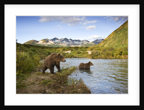 Two Year Old Grizzly Bears on Riverbank at Kinak Bay by Anonymous