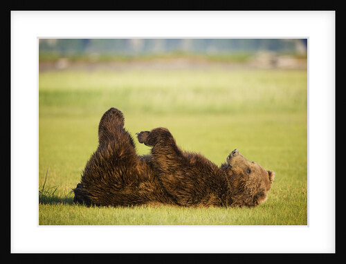 Brown Bear Lying on Back With Feet Raised at Hallo Bay by Anonymous