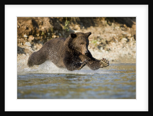 Grizzly Bear Hunting Spawning Salmon in River at Kinak Bay by Anonymous