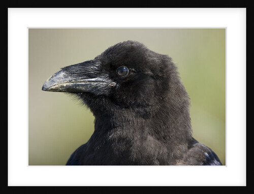 Raven at Hallo Bay in Katmai National Park by Anonymous
