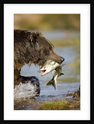Brown Bear Holding Salmon in River at Kinak Bay by Anonymous