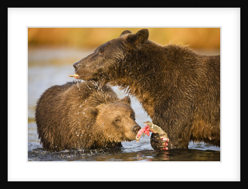 Grizzly Bear Mother and Two Year Old Eating Salmon by Anonymous