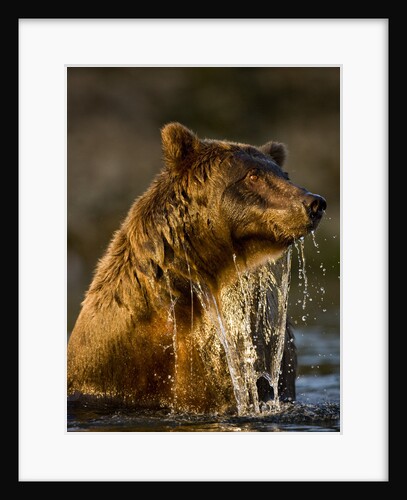 Brown Bear Emerging From Stream While Fishing at Kinak Bay by Anonymous