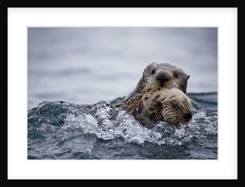 Sea Otter With Pup in Kukak Bay by Anonymous