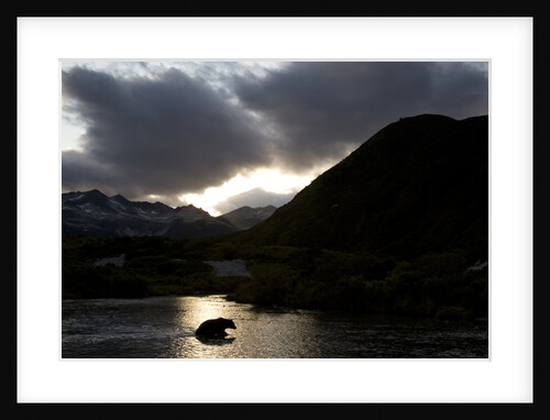 Grizzly Bear Hunting in River at Kinak Bay at Sunset by Anonymous