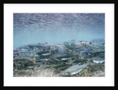 Spawning Salmon in Kinak Bay in Katmai National Park by Anonymous