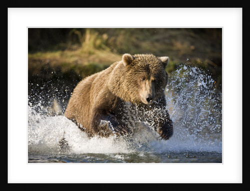 Brown Bear Running Through River at Kinak Bay by Anonymous