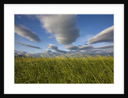 Coastal Meadow at Hallo Bay in Katmai National Park by Anonymous