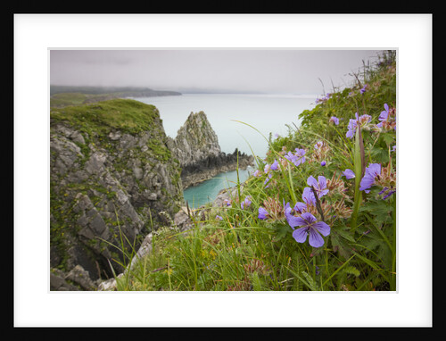 Wildflowers on Nukshak Island at Hallo Bay by Anonymous