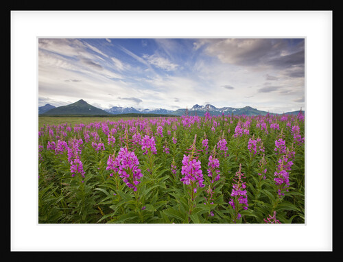 Fireweed in Meadow at Hallo Bay in Katmai National Park by Anonymous