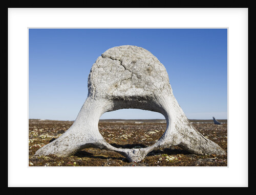 Whale Vertebrae on Tundra in Tusenoyane Archipelago by Anonymous