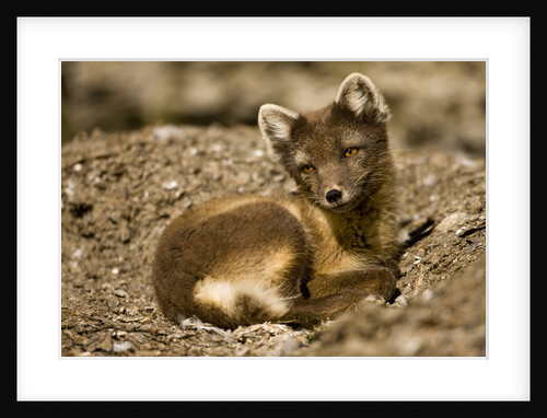 Arctic Fox Resting on Edgeoya Island by Anonymous