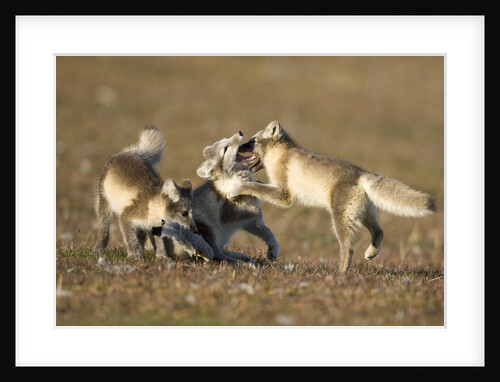 Arctic Fox Kits Playing on Tundra on Edgeoya Island by Anonymous