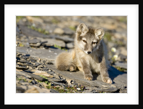 Arctic Fox Kit on Rocky Hillside on Edgeoya Island by Anonymous