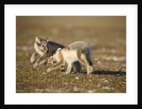 Arctic Fox Kits Playing on Tundra on Edgeoya Island by Anonymous