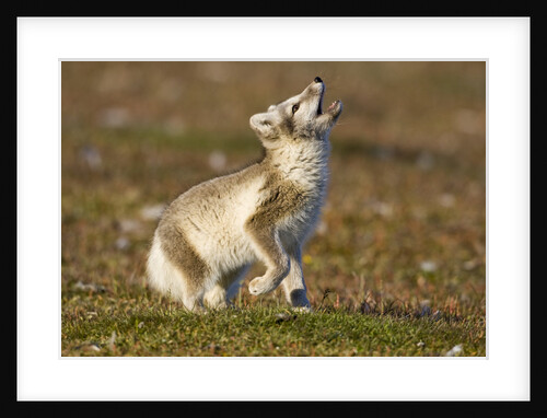 Arctic Fox Kit Playing on Tundra on Edgeoya Island by Anonymous