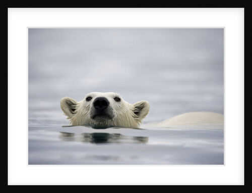 Swimming Polar Bear at Half Moon Island in Svalbard by Anonymous