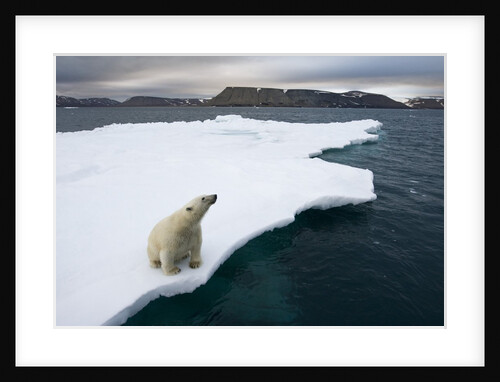 Polar Bear on Melting Iceberg in the Svalbard Islands by Anonymous