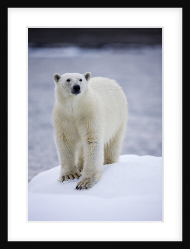 Polar Bear on Iceberg at Svalbard on Summer Evening by Anonymous