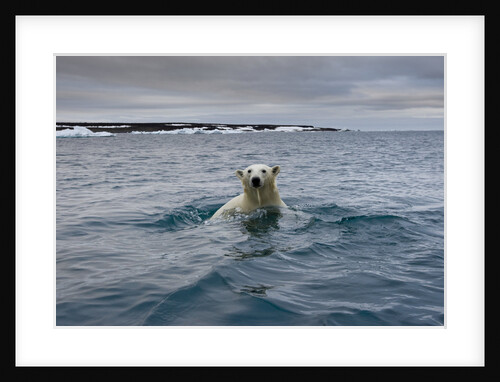 Swimming Polar Bear at Half Moon Island in Svalbard by Anonymous