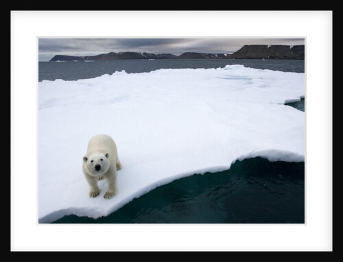 Polar Bear on Sea Ice at Svalbard on Summer Evening by Anonymous