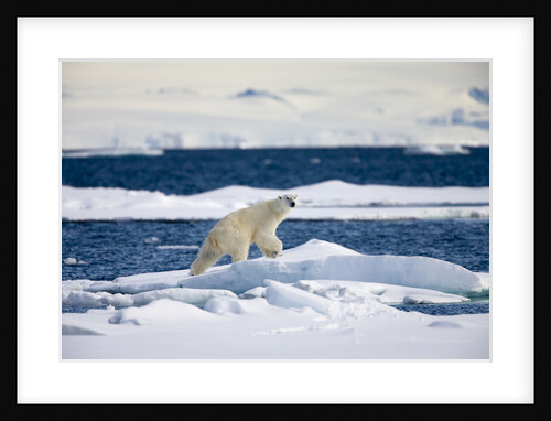 Polar Bear on Iceberg in Svalbard Islands by Anonymous