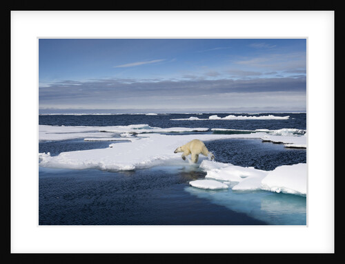 Polar Bear Running Across Melting Sea Ice at Spitsbergen by Anonymous