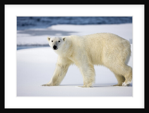 Polar Bear on Snow Covered Iceberg at Spitsbergen by Anonymous