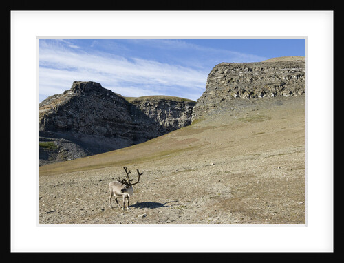 Reindeer Grazing on Tundra on Edgeoya Island by Anonymous