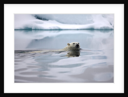 Polar Bear Swimming in Svalbard Islands by Anonymous
