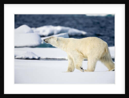 Polar Bear on Snow Covered Iceberg at Spitsbergen by Anonymous