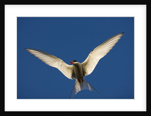 Arctic Tern in Flight by Anonymous