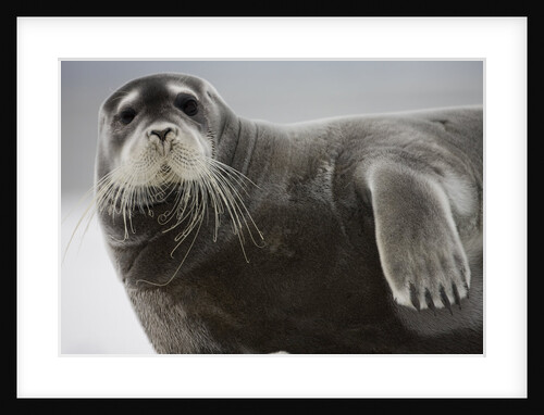 Bearded Seal on Iceberg in the Svalbard Islands by Anonymous