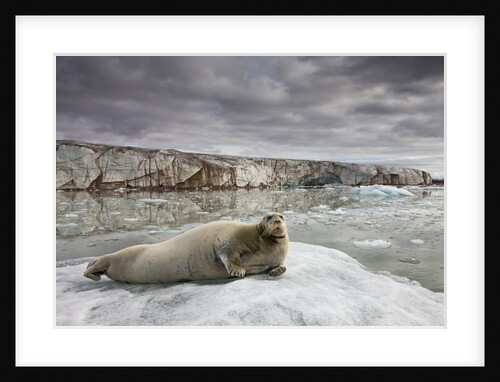Bearded Seal on Iceberg in the Svalbard Islands by Anonymous