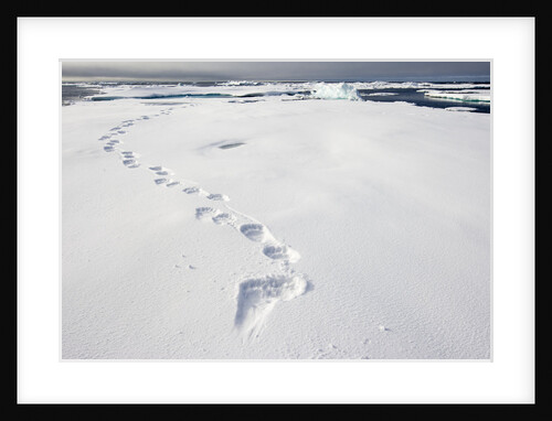 Polar Bear Tracks in Fresh Snow at Spitsbergen Island by Anonymous
