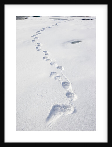 Polar Bear Tracks in Fresh Snow at Spitsbergen Island by Anonymous