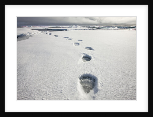 Polar Bear Tracks in Fresh Snow at Spitsbergen Island by Anonymous