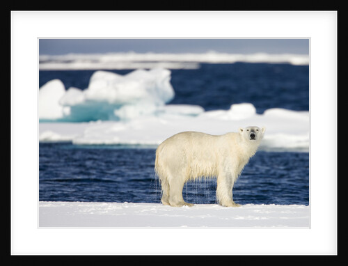 Wet Polar Bear on Pack Ice in the Svalbard Islands by Anonymous